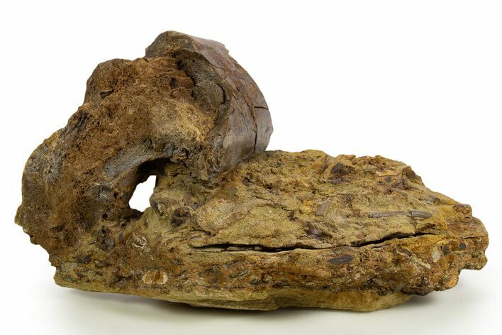 Fossil Dinosaur Bones & Ossified Tendons in Sandstone - Wyoming #330990